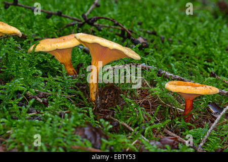 Falso chanterelle (Hygrophoropsis aurantiaca), quattro corpi fruttiferi sul suolo della foresta, Germania, Meclemburgo-Pomerania Occidentale Foto Stock