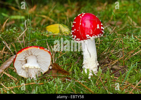 Fly agaric (amanita muscaria), due corpi fruttiferi di moss sul suolo della foresta, Germania, Meclemburgo-Pomerania Occidentale Foto Stock