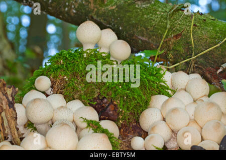 Il moncone puffball (Lycoperdon pyriforme), il moncone puffballs su un albero di intoppo, Germania, Meclemburgo-Pomerania Occidentale Foto Stock