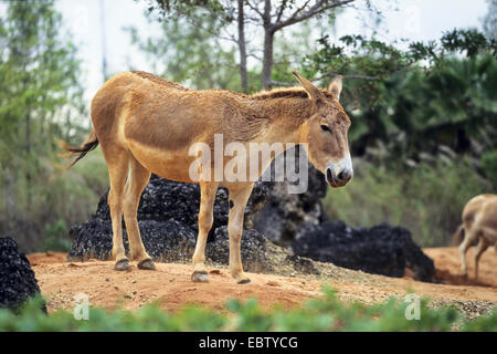 Onagro (Equus onagro, Equus hemionus onagro), in piedi, Iran Foto Stock