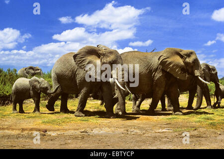 Elefante africano (Loxodonta africana), branco di elefanti, Kenya, Amboseli National Park Foto Stock