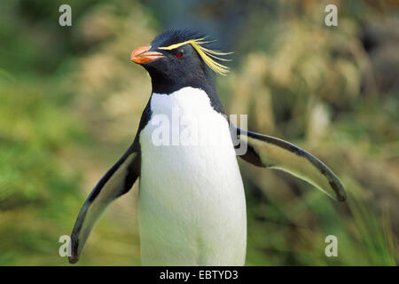 Pinguino saltaroccia (Eudyptes chrysocome), passeggiate, Isole Falkland Foto Stock