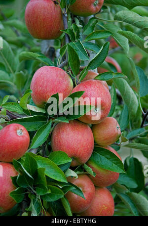 Melo (Malus domestica ''Braeburn', Malus domestica Braeburn), cultivar Braeburn, mele su un albero Foto Stock