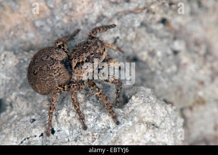 Jumping spider (Aelurillus v-insignitus, Phlegra v-insignita, Attus v-insignitus, Ictidops v-insignitus), femmina seduto su di una pietra, Germania Foto Stock