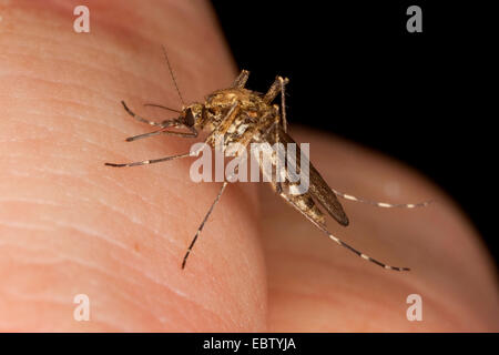 Zanzara, moscerino (Aedes spec.), femmina seduto sulla pelle umana succhiare il sangue , Germania Foto Stock