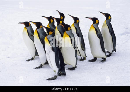 Pinguino reale (Aptenodytes patagonicus), gruppo di neve Antartide Foto Stock