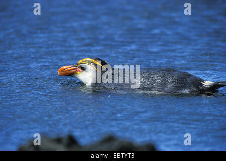 Royal penguin (Eudyptes schlegeli), nuoto, Australia, Macquarie Island Foto Stock