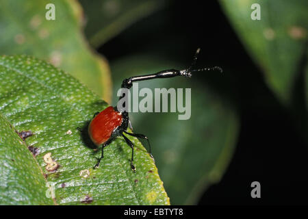 Curculione giraffa (Trachelophorus giraffa), nella foresta pluviale di Ranomafana, Madagascar Foto Stock