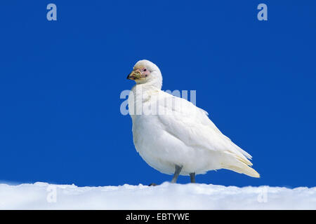 Snowy Sheathbill, fronte-pallido, sheathbill Paddy (Chionis alba), contro il cielo blu, Antartide Foto Stock