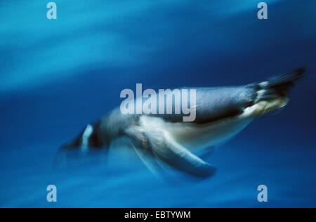 Pinguino gentoo (Pygoscelis papua), diving, Antartide Foto Stock