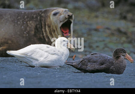 Il gigante del sud petrel, giant petrel (Macronectes giganteus), con la parte settentrionale di giant petrel, guarnizione in background, Australia, Macquarie Island Foto Stock