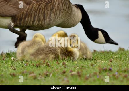 Canada Goose goslings seduto in erba accanto ad un laghetto. Foto Stock