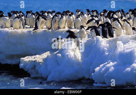 Adelie penguin (Pygoscelis adeliae), su un icefloe, Antartide, Speranza Bay Foto Stock