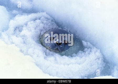 Guarnizione di Weddell (Leptonychotes weddelli), i capretti Antartide Foto Stock