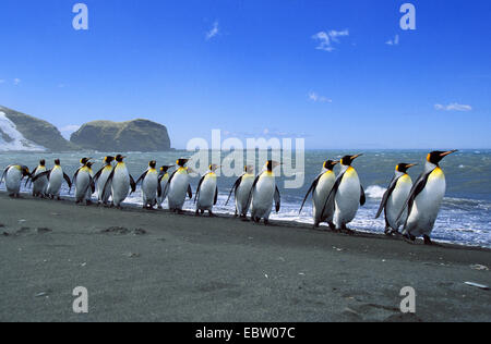 Pinguino reale (Aptenodytes patagonicus), Re pinguini schierate, Suedgeorgien Foto Stock