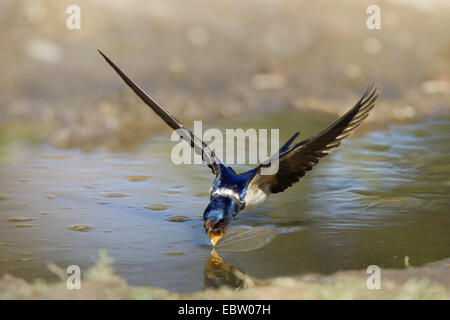 Barn swallow (Hirundo rustica), Swallow bevendo in volo da un lago, Germania Foto Stock