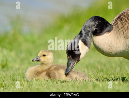 Canada Goose gosling seduto in erba accanto la sua madre. Foto Stock