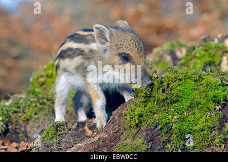 Il cinghiale, maiale, il cinghiale (Sus scrofa), shoat sui mangimi sniffinf al suolo, in Germania, in Renania settentrionale-Vestfalia, Sauerland Foto Stock