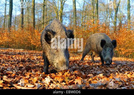 Il cinghiale, maiale, il cinghiale (Sus scrofa), due cinghiali sui mangimi, in Germania, in Renania settentrionale-Vestfalia, Sauerland Foto Stock