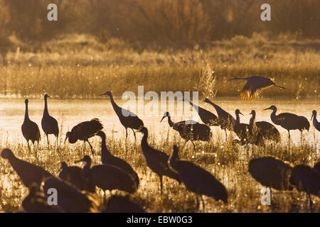 Sandhill gru (Grus canadensis), sandhill gru al loro posto per dormire in rugiada del mattino, USA, New Mexico, Bosque del Apache Wildlife Refuge Foto Stock