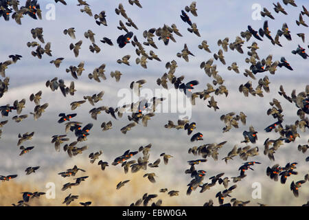 Rosso-winged blackbird (Agelaius phoeniceus), pullulano nella zona di svernamento, USA, New Mexico, Bosque del Apache Wildlife Refuge Foto Stock