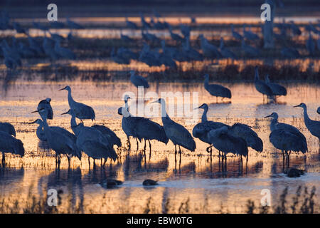 Sandhill gru (Grus canadensis), sandhill gru al loro posto per dormire in rugiada del mattino, USA, New Mexico, Bosque del Apache Wildlife Refuge Foto Stock