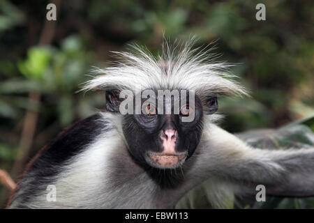 Zanzibar Red Colobus, Kirk della Red Colobus Monkey (Procolobus kirkii, Piliocolobus kirkii), ritratto, Tanzania, Sansibar Foto Stock