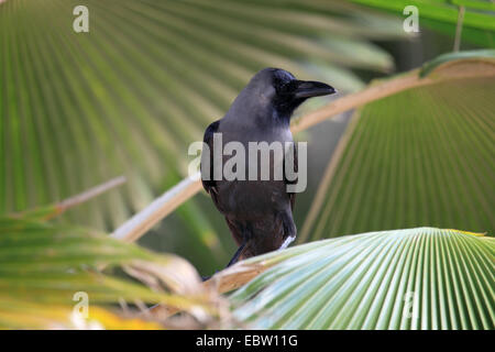 Casa crow (Corvus splendens), seduto su un palmleaf, Tanzania, Sansibar Foto Stock