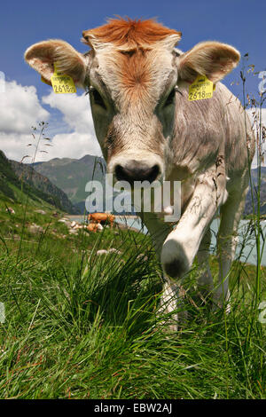 Gli animali domestici della specie bovina (Bos primigenius f. taurus), mucca in un pascolo, Austria Foto Stock