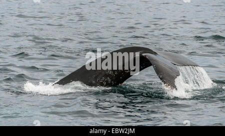 Humpback Whale con barnacle cicatrici #2, coda, Parque Nacional Bahía de Loreto, Mare di Cortez, Baja, Messico Foto Stock