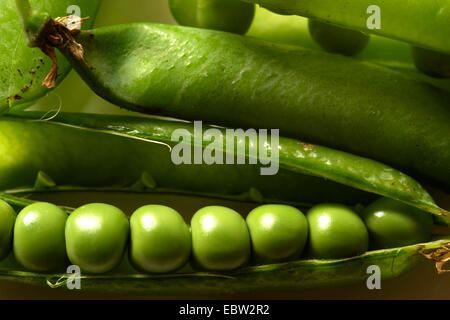 Pisello (Pisum sativum), owas in un gruppo di generatori di chiamata Foto Stock