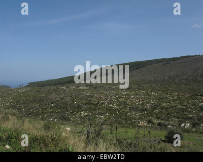 Successione dopo l'incendio, Grecia, Peloponnes Foto Stock