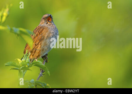 Dunnock (Prunella modularis), seduto su un ramoscello di rosa cantando, in Germania, in Renania Palatinato Foto Stock