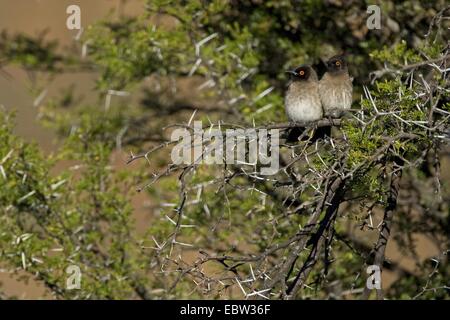 Red-eyed bulbul (Pycnonotus nigricans), giovane seduto su una boccola, Sud Africa, Western Cape, Karoo National Park Foto Stock