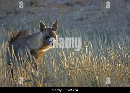 La iena marrone (Hyaena brunnea), attraversando a piedi il savannah, Sud Africa, Northern Cape, Kgalagadi transfrontaliera Parco Nazionale Foto Stock