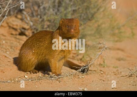 La mangusta snella (Galerella sanguinea), seduto a terra, Sud Africa, Northern Cape, Kgalagadi transfrontaliera Parco Nazionale Foto Stock