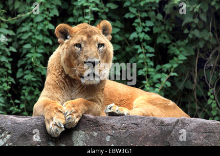 Leone asiatico (Panthera leo persica), che giace su di una pietra Foto Stock