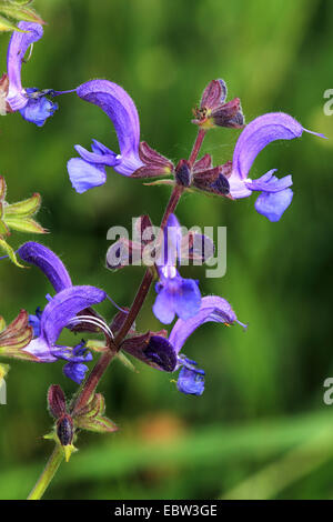 Meadow clary, prato salvia (Salvia pratensis), fioritura, Germania Foto Stock