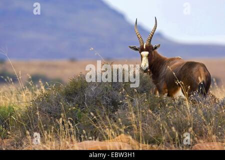 Bontebok, blesbok (Damaliscus dorcas phillipsi), a Savannah, Sud Africa, Eastern Cape, Mountain Zebra National Park Foto Stock