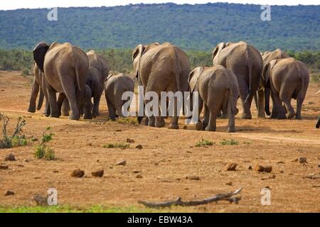 Elefante africano (Loxodonta africana), allevamento a piedi nella savana, Sud Africa, Eastern Cape, Addo Elephant National Park Foto Stock