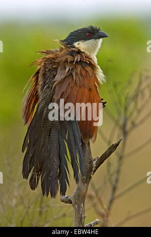 La Burchell coucal (Centropus burchellii), seduto su un ramo, Sud Africa, Kwazulu-Natal, Greater St Lucia Wetland Park Foto Stock