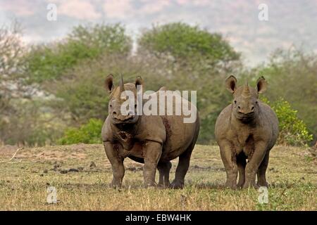 Rinoceronte nero, agganciato a labbro rinoceronte, sfoglia rinoceronte (Diceros simum), madre di vitello, Sud Africa, Kwazulu-Natal, Hluhluwe-Umfolozi Parco Nazionale Foto Stock