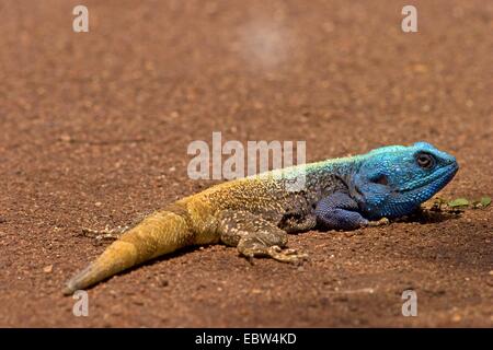 Blu-throated AGAMA SA (AGAMA SA atricollis, Stellio atricollis, Acanthocercus atricollis), maschio, Sud Africa, Limpopo, Krueger National Park Foto Stock