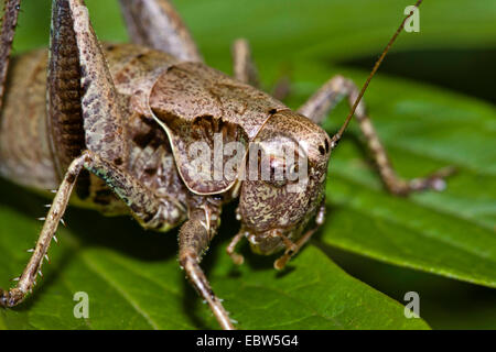 Dark bushcricket (Pholidoptera griseoaptera), femmina seduto su una foglia, Germania Foto Stock