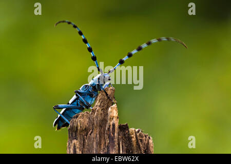 Rosalia longicorn (Rosalia alpina), maschio, Germania Foto Stock