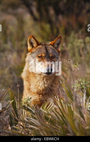 Iberic Wolf, Iberian Lupo (Canis lupus signatus), in piedi di bushland guardando, Spagna, Antequera Foto Stock