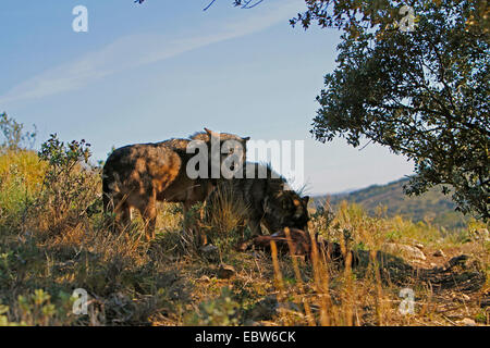 Iberic Wolf, Iberian Lupo (Canis lupus signatus), in piedi presso la loro preda, Spagna Foto Stock