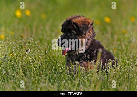 Pastore Tedesco cane (Canis lupus f. familiaris), cucciolo seduto in un prato ansimando, Germania Foto Stock