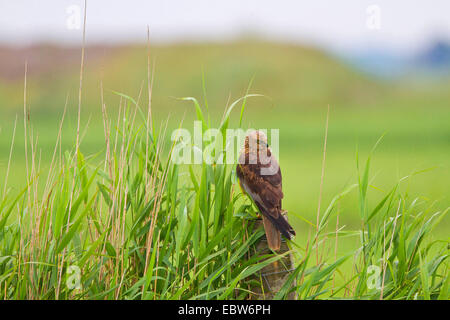 Northern sparviero (Circus aeruginosus), che poggiano su un fensing post, Paesi Bassi, Texel Foto Stock