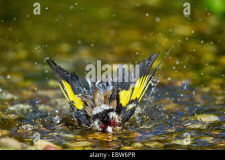 Eurasian cardellino (Carduelis carduelis), balneazione maschio, Germania, Meclemburgo-Pomerania Occidentale Foto Stock